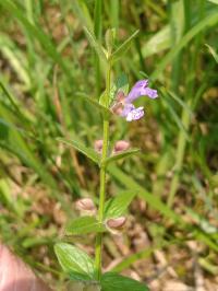 Scutellaria parvula var. australis image